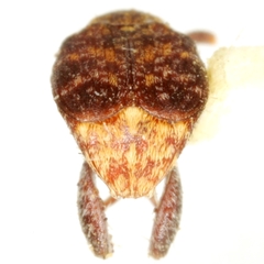 Merobruchus terani
