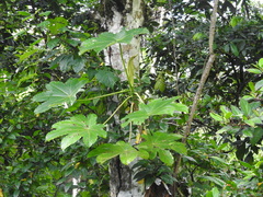 Cecropia schreberiana