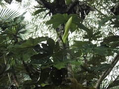 Cecropia schreberiana