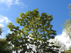 Cecropia schreberiana