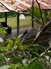 Riccordia swainsonii