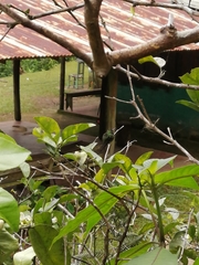 Riccordia swainsonii