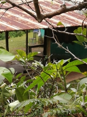 Riccordia swainsonii