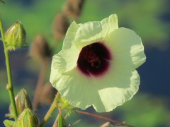 Hibiscus diversifolius