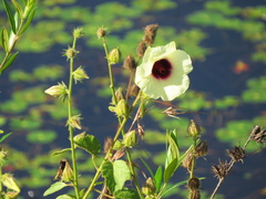 Hibiscus diversifolius