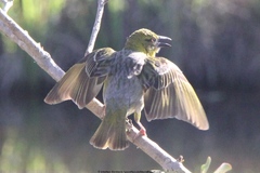Ploceus cucullatus