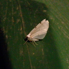 Lomographa bimaculata