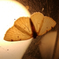 Lomographa bimaculata