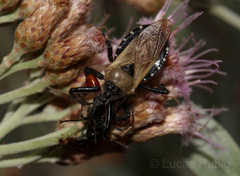 Apiomerus barbiellinii
