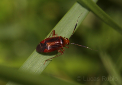 Horciasinus argentinus