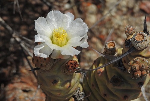 Tephrocactus articulatus