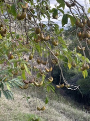 Tabernaemontana donnell-smithii