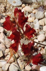 Linaria aeruginea