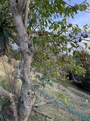 Tabernaemontana donnell-smithii