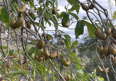 Tabernaemontana donnell-smithii