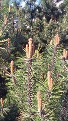 Pinus sylvestris
