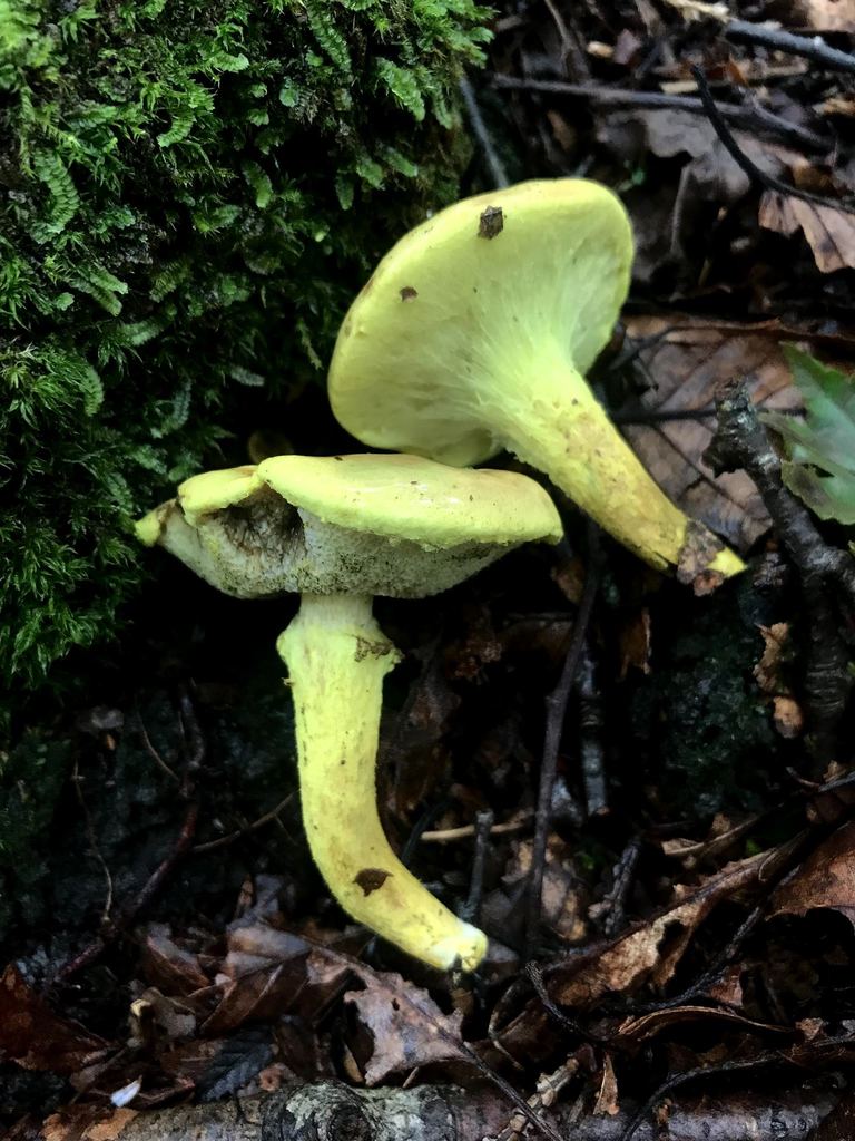 Pulveroboletus ravenelii · August 2019 · photo: © atsushi_nakajima_cirque (iNaturalist, cc-by)