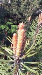 Pinus sylvestris