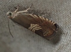 Grapholita tristrigana