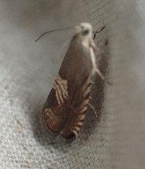 Grapholita tristrigana