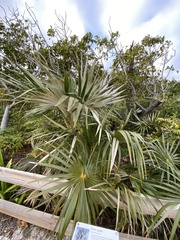 Coccothrinax