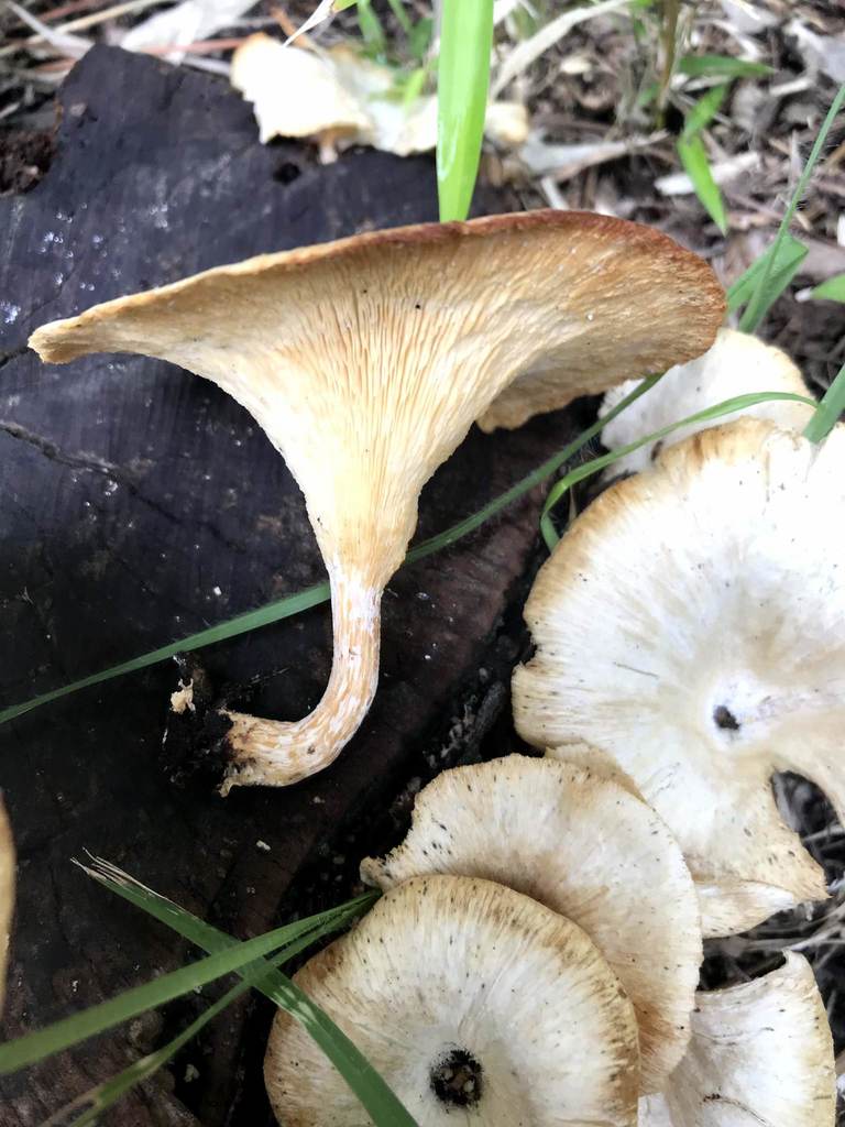 Lentinus sajor-caju · August 2019 · photo: © atsushi_nakajima_cirque (iNaturalist, cc-by)