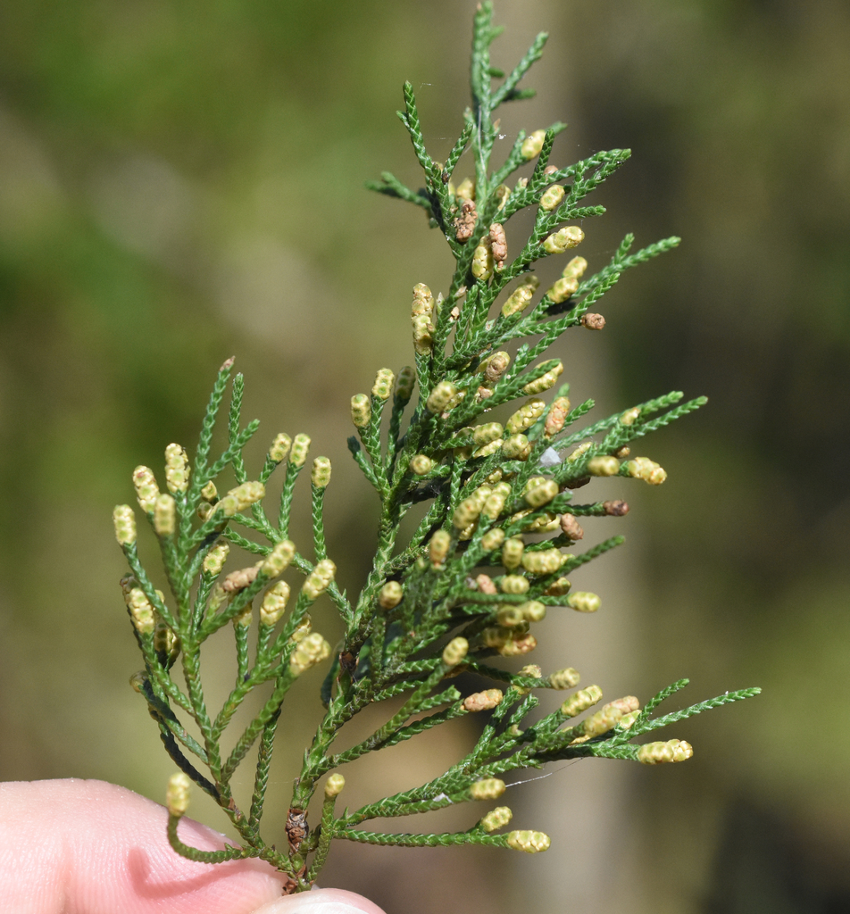 scale-leaf junipers