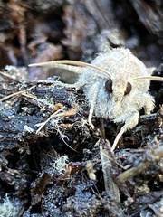 Protorthodes melanopis