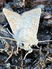 Protorthodes melanopis