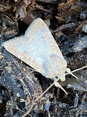 Protorthodes melanopis