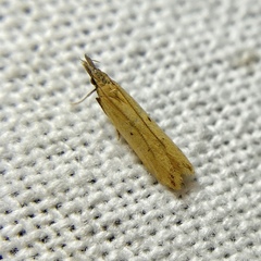 Dichomeris acuminatus