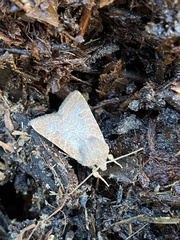 Protorthodes melanopis