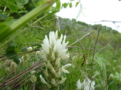Astragalus marinus