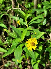 Wedelia calycina