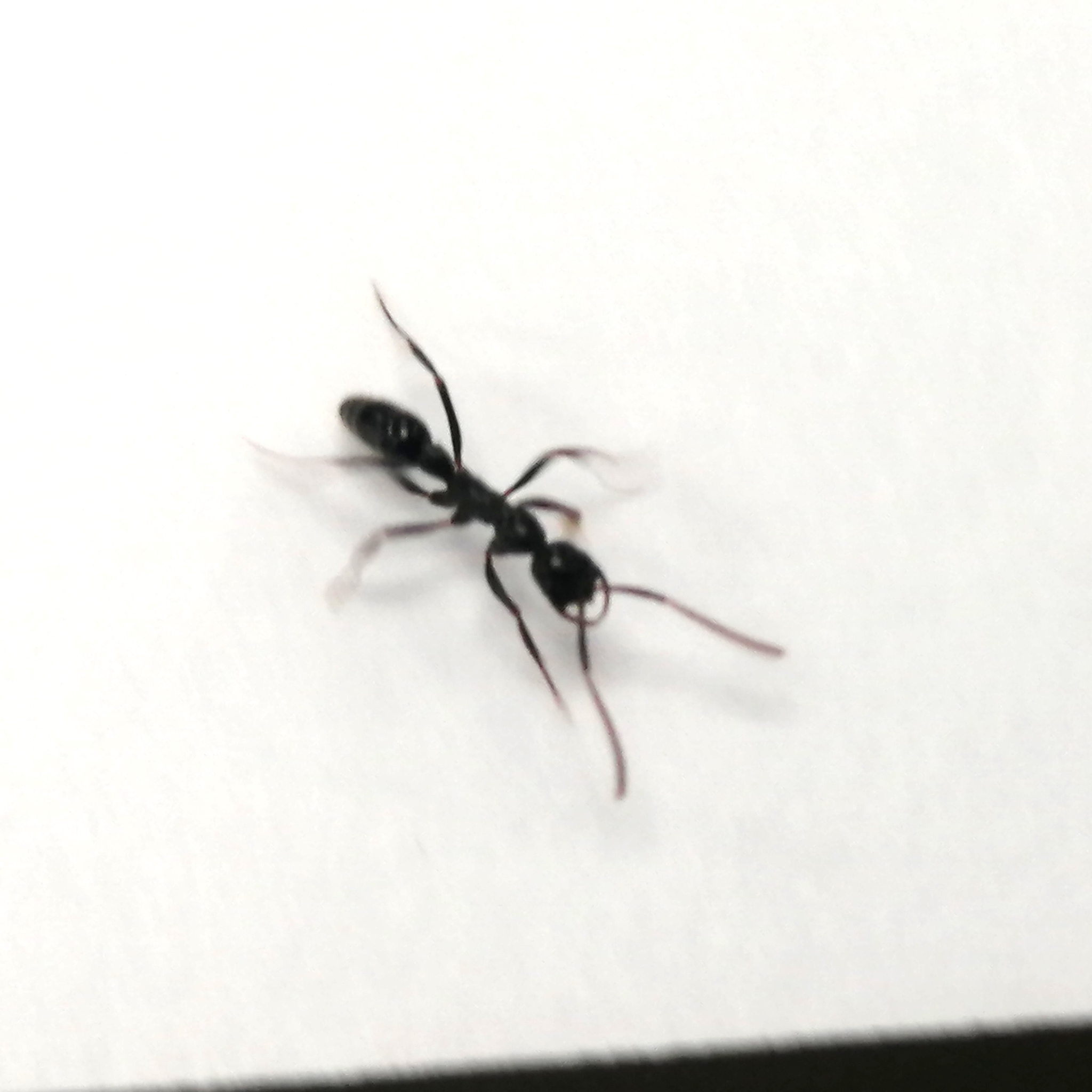 Leptogenys pubiceps