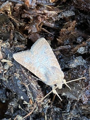 Protorthodes melanopis