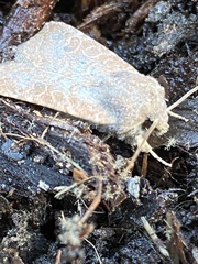 Protorthodes melanopis