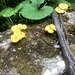 タモギタケ