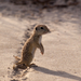 Spotted Ground Squirrel - Photo (c) Terry Ross, some rights reserved (CC BY-SA)