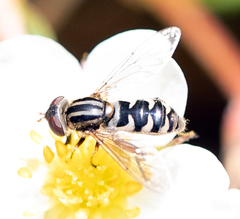 Anasimyia anausis