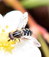 Anasimyia anausis