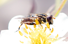 Anasimyia anausis