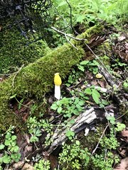 Phallus flavocostatus