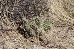 Cylindropuntieae