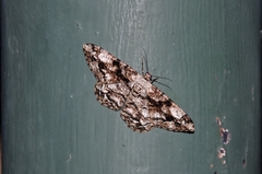 Peribatodes umbraria