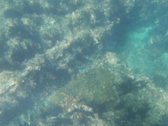 Microspathodon dorsalis