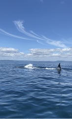 Balaenoptera edeni brydei