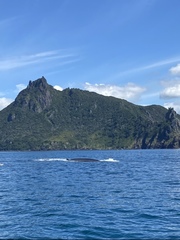 Balaenoptera edeni brydei