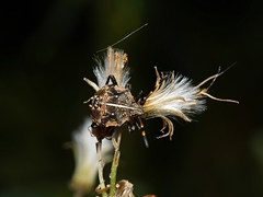 Oncocoris geniculatus