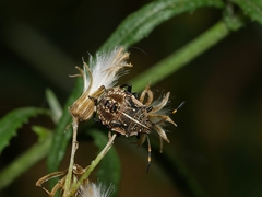 Oncocoris geniculatus